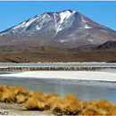 Laguna Hedionda, Altiplano, Bolivia