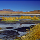 Flamingos, Laguna Hedionda, Altiplano, Bolivia