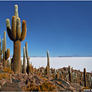 Isla de Pescado, Incahuasi, Salar de Uyuni, Altiplano, Bolivia