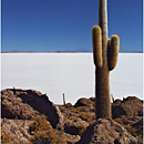 Isla de Pescado, Incahuasi, Salar de Uyuni, Bolivia
