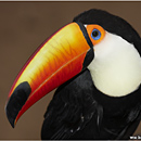 Tucano (Toucan), Parque das Aves, Foz do Iguacu, Brazil / Iguazu, Argentina