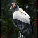 Parque das Aves, Foz do Iguacu, Brazil / Iguazu, Argentina