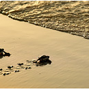 Sea Turtles, Fernando de Noronha, Brazil