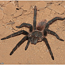 Tarantula, Chapada Diamantina, Brazil