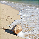 Coconut @ Blue Lagoon Beach, Yasawas, Fiji