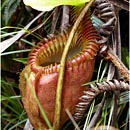 Pitcher Plant, Kinabalu National Park, Borneo, Malaysia