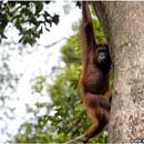 Orang Utan, Sepilok Rehab Centre, Borneo, Malaysia