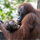 Orang Utan mother with Baby, Sepilok Rehab Centre, Borneo, Malaysia