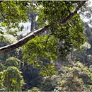 Sepilok Rainforest Discovery Centre, Borneo, Malyasia