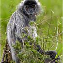 Leaf Monkey, Labuk Bay, Borneo, Malaysia