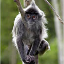 Leaf Monkey, Labuk Bay, Borneo, Malaysia