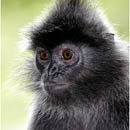 Leaf Monkey, Labuk Bay, Borneo, Malaysia