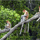 Proboscis Monkeys, Labuk Bay, Borneo, Malaysia