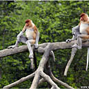 Proboscis Monkeys, Labuk Bay, Borneo, Malaysia
