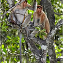 Proboscis Monkeys, Labuk Bay, Borneo, Malaysia