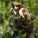 Proboscis Monkeys, Labuk Bay, Borneo, Malaysia