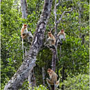 Proboscis Monkeys, Labuk Bay, Borneo, Malaysia