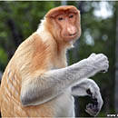 Proboscis Monkeys, Labuk Bay, Borneo, Malaysia