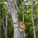 Proboscis Monkeys, Labuk Bay, Borneo, Malaysia