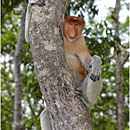 Proboscis Monkeys, Labuk Bay, Borneo, Malaysia