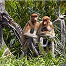 Proboscis Monkeys, Labuk Bay, Borneo, Malaysia