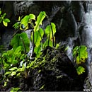 Fairy Cave, Kuching, Sarawak, Borneo, Malaysia