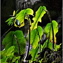 Fairy Cave, Kuching, Sarawak, Borneo, Malaysia