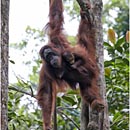 Orang Utan, Semenggoh Wildlife Centre, Kuching, Sarawak, Borneo, Malaysia