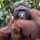 Orang Utan Alpha Male Ritchie, Semmenggoh Wildlife Rehabilitation Centre, Kuching, Sarawak, Borneo, Malaysia