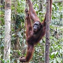 Orang Utan, Semenggoh Wildlife Centre, Kuching, Sarawak, Borneo, Malaysia