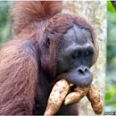 Orang Utan, Semenggoh Wildlife Centre, Kuching, Sarawak, Borneo, Malaysia