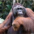 Orang Utan Alpha Male Ritchie, Semenggoh Wildlife Centre, Kuching, Sarawak, Borneo, Malaysia