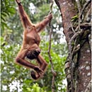 Orang Utan, Semenggoh Wildlife Centre, Kuching, Sarawak, Borneo, Malaysia