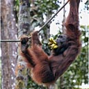 Orang Utan, Semenggoh Wildlife Centre, Kuching, Sarawak, Borneo, Malaysia