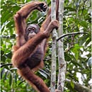 Orang Utan, Semenggoh Wildlife Centre, Kuching, Sarawak, Borneo, Malaysia