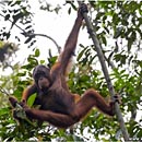 Orang Utan, Semenggoh Wildlife Centre, Kuching, Sarawak, Borneo, Malaysia