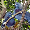 Kuala Lumpur Bird Park, Malaysia