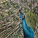 Peacock,Kuala Lumpur Bird Park, Malaysia