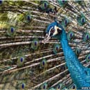 Peacock,Kuala Lumpur Bird Park, Malaysia