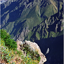 Colca Canyon, Peru