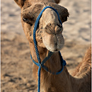 Camel @ Sealine Resort, Qatar