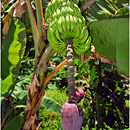 Bananas, La Digue, Seychelles