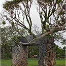 Trilithon, Tongatapu, Tonga
