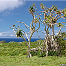 Rock Garden, South Coast, Lakufa'anga, 'Eua, Tonga