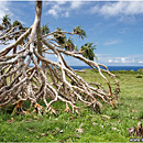 Rock Garden, South Coast, Lakufa'anga, 'Eua, Tonga