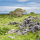 Rock Garden, South Coast, Lakufa'anga, 'Eua, Tonga