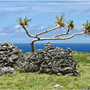 Rock Garden, South Coast, Lakufa'anga, 'Eua, Tonga