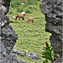 Wild Horses, South Coast, 'Eua, Tonga