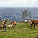 Wild Horses, South Coast, 'Eua, Tonga