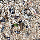 Ha'aluma Beach, South Coast,'Eua, Tonga